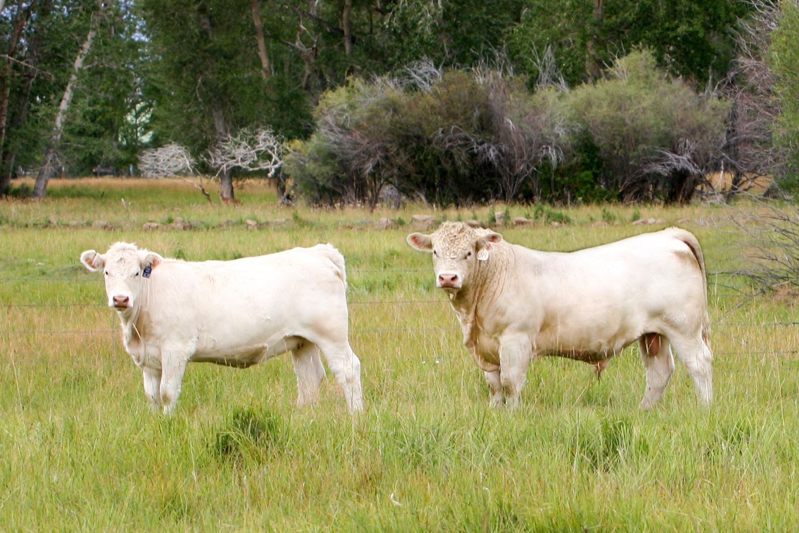   Charolais heifer with White Throttle  