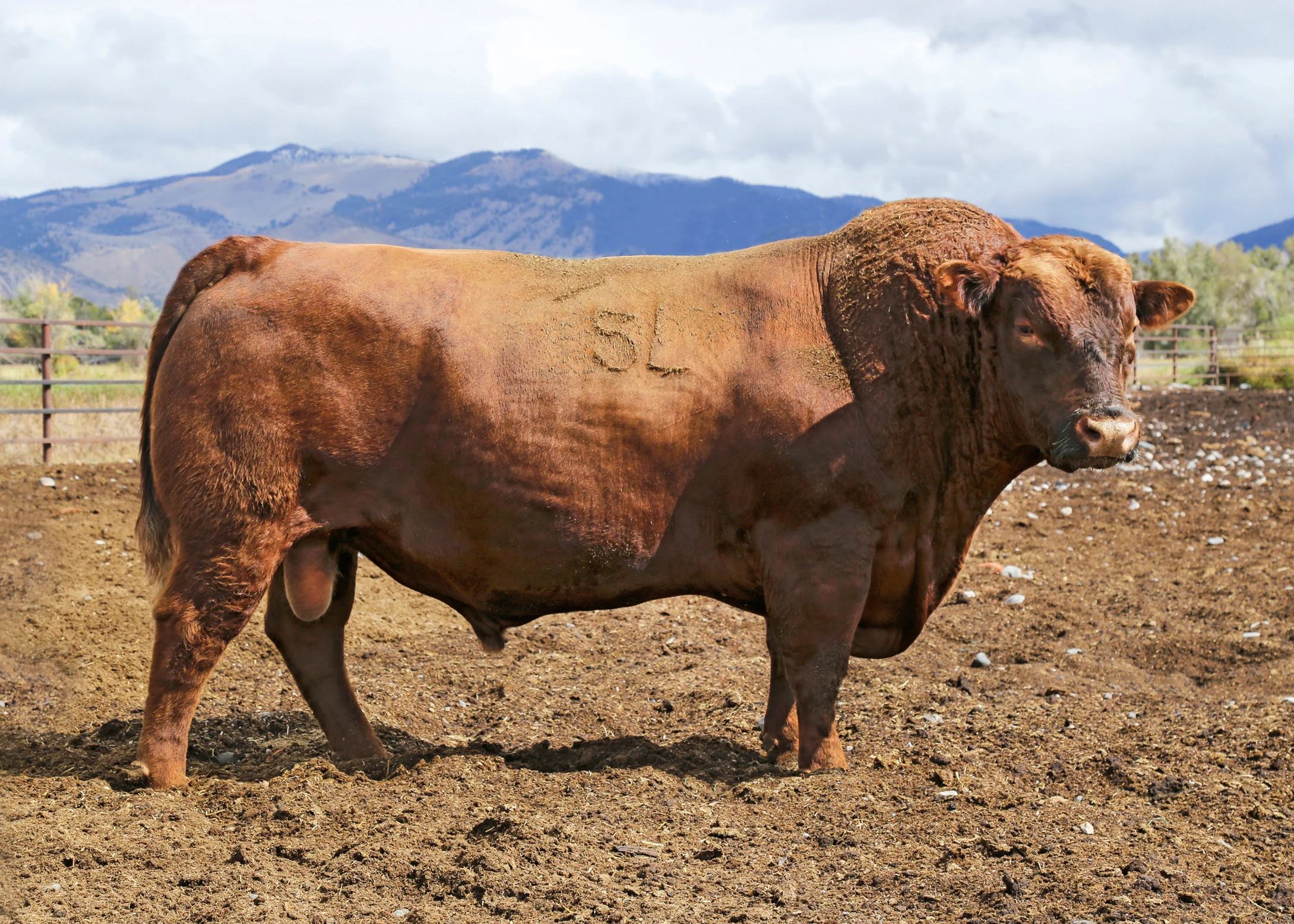 sire of Bourne, 5L Advantage 3267-221Y