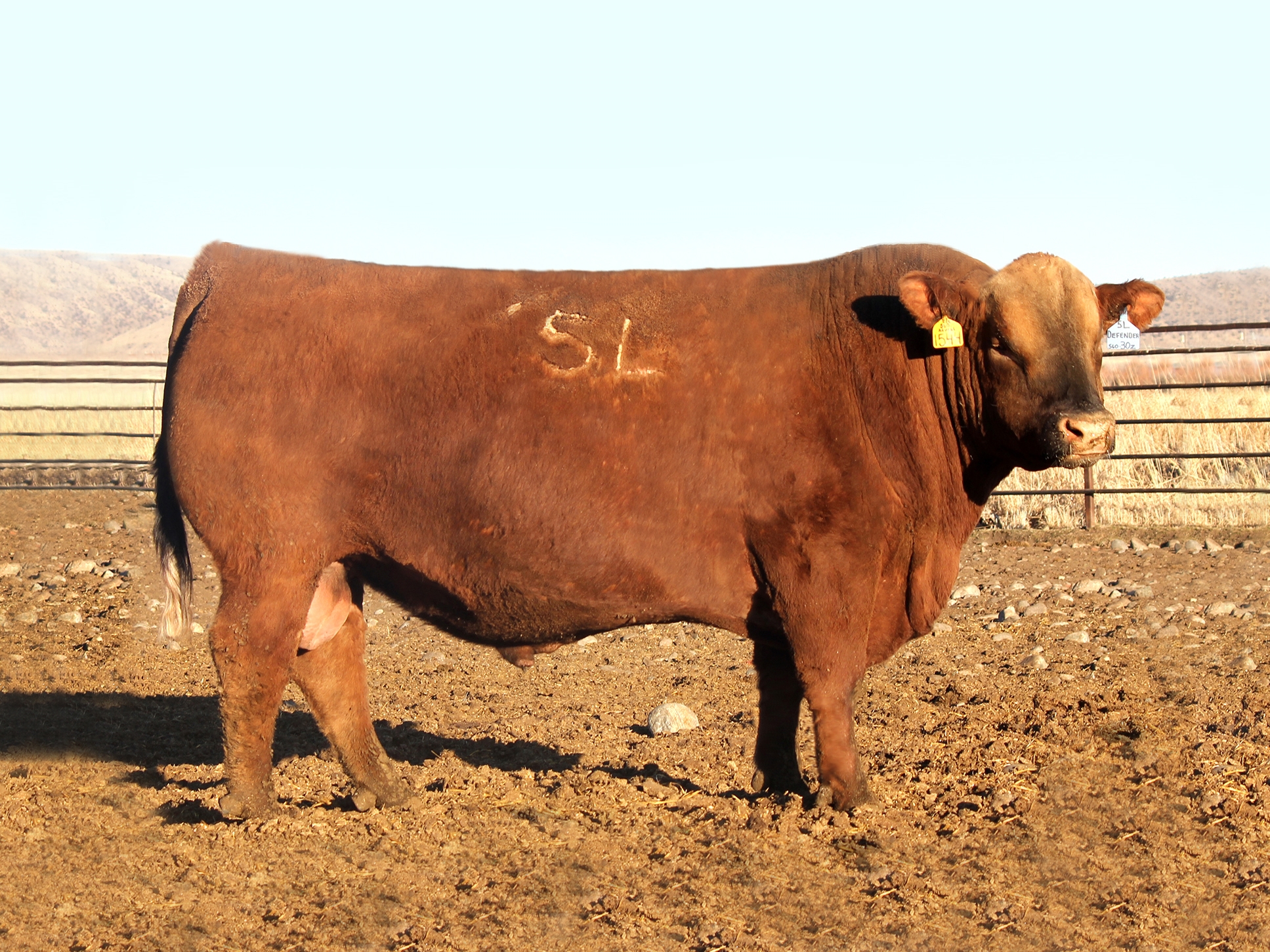 sire of Blockade, 5L Defender 560-30Z