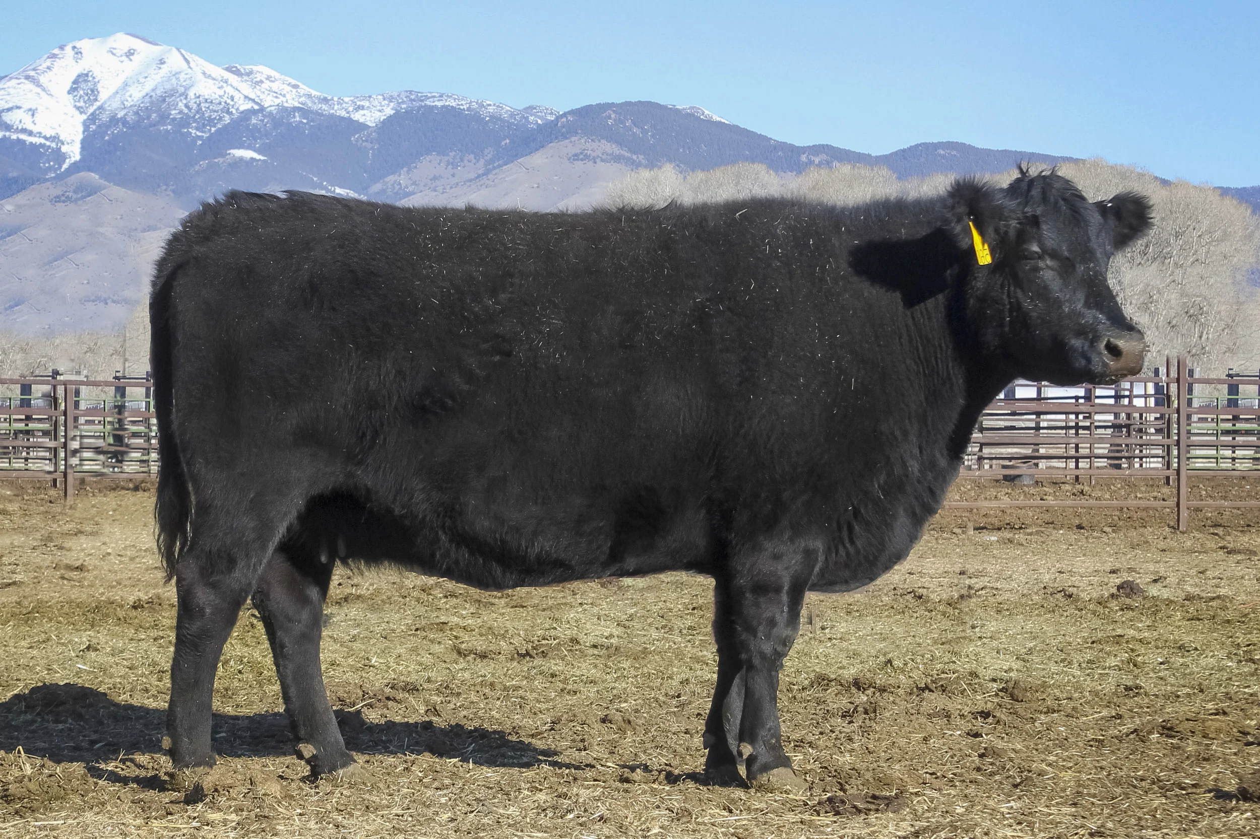 dam: 5L BLACK ADINA 525-560