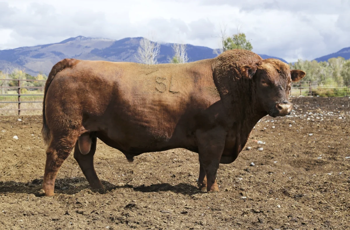 sire: 5L ADVANTAGE 3267-221Y