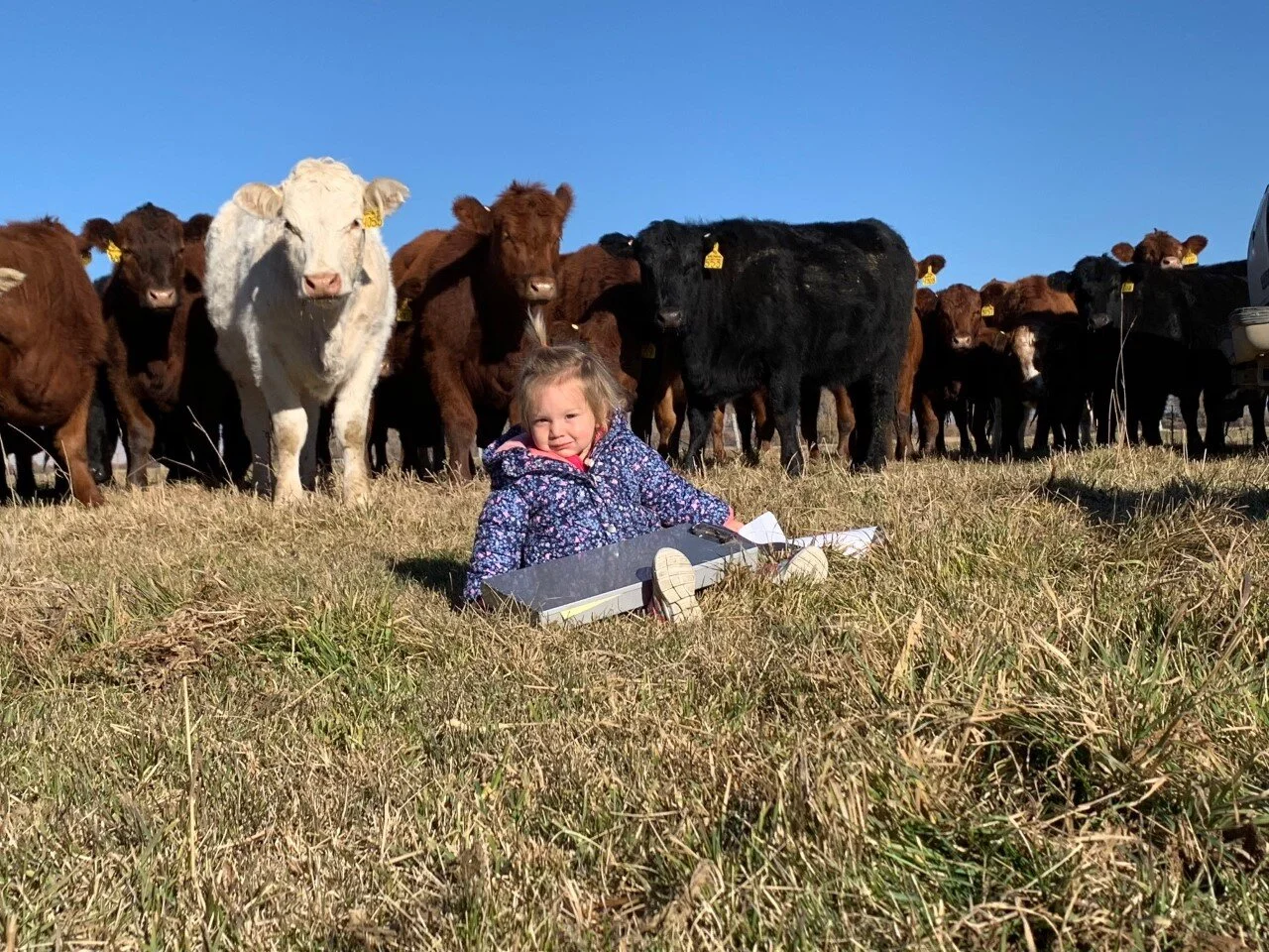 char with cows.jpg