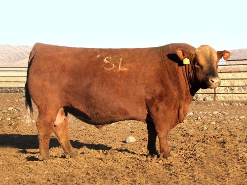 Defender 30Z - Sire of 5L Cow Boss