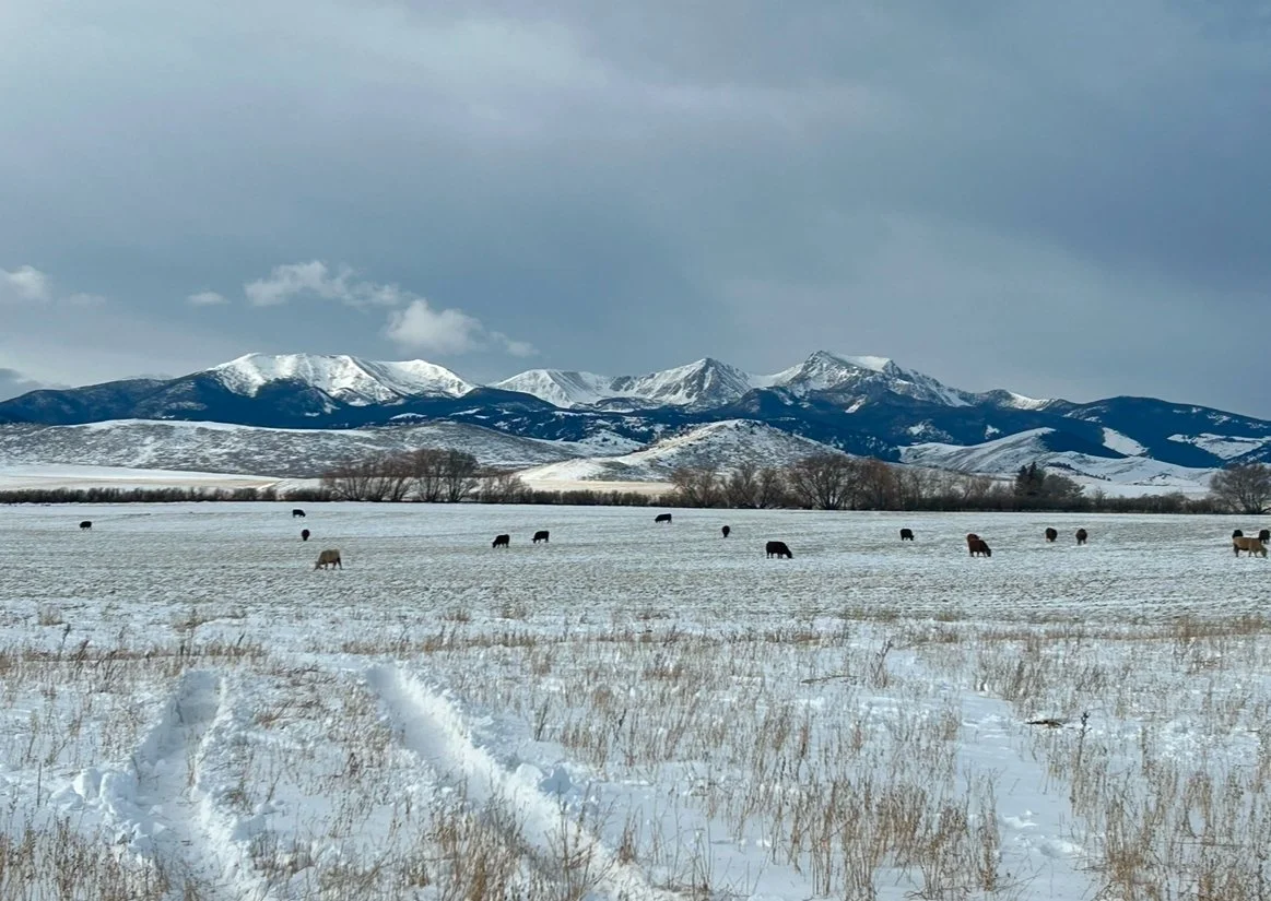 COWS IN HARRISON.jpeg