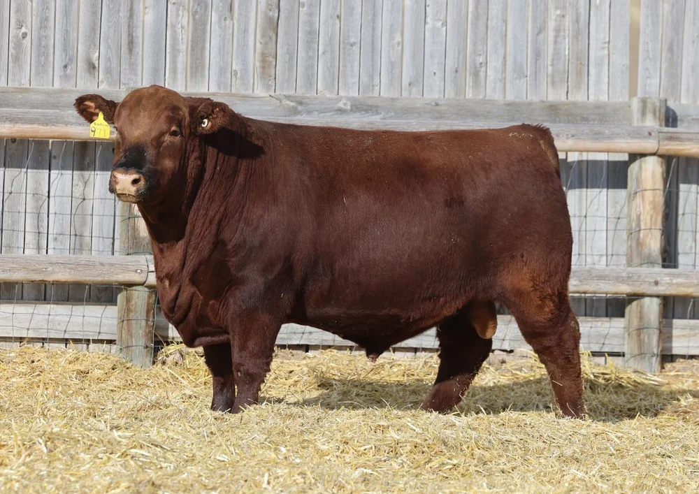 5L Sale — 5L Red Angus