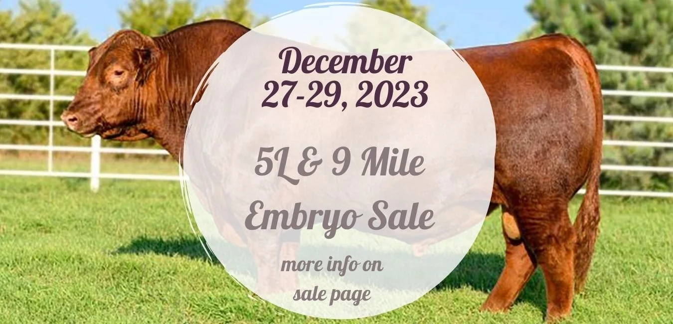 5L Red Angus