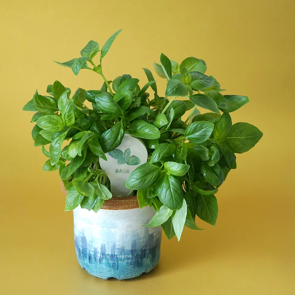 Planter Stick In Use- Basil Square 72 dpi 2.jpg