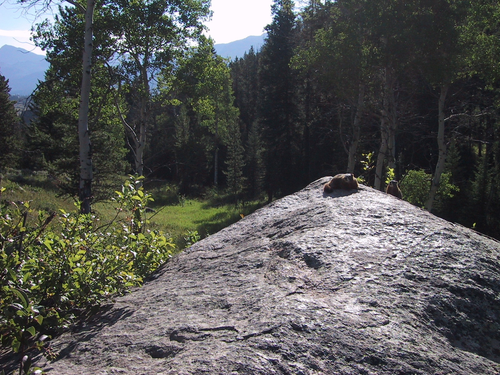 Mr. Marmot would greet Diane and I at the start of the Slough Creek trail for several years running. We would usually be the first ones on the trail and he would sound the warning. He disappeared around 2010. RIP.