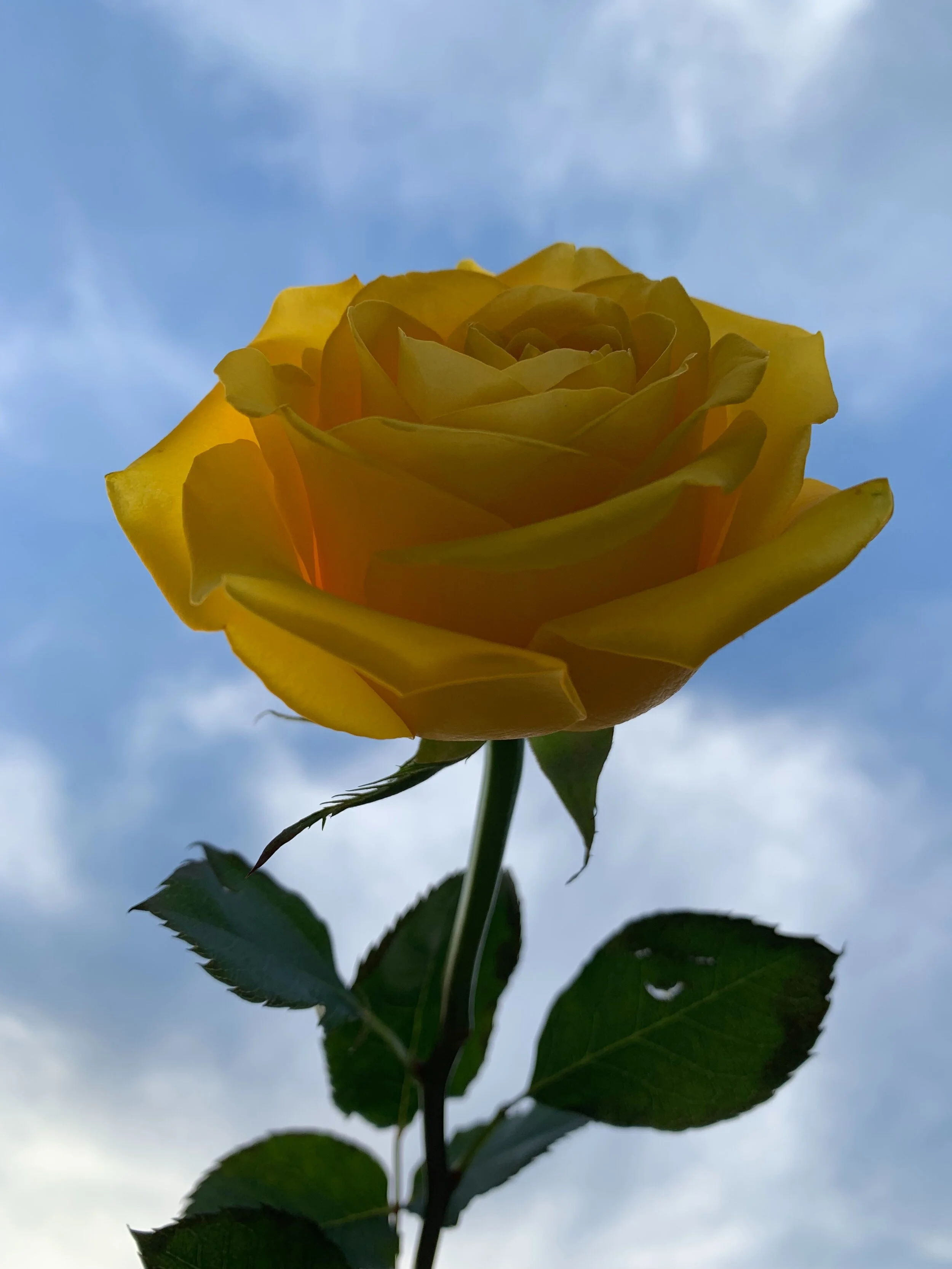 1556F3B6-65EB-414C-9E3D-A6FEBC38A1E2.JPG