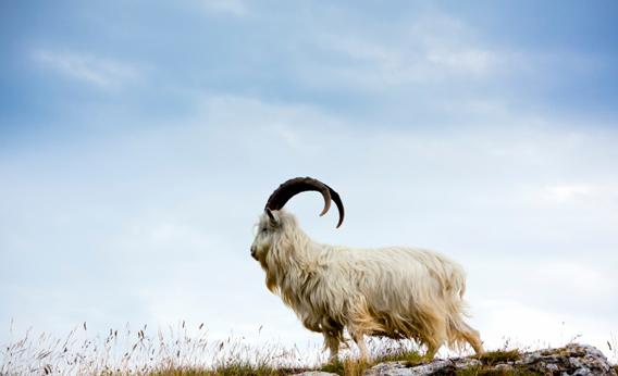  Capra Hircus- Pashmina Goat