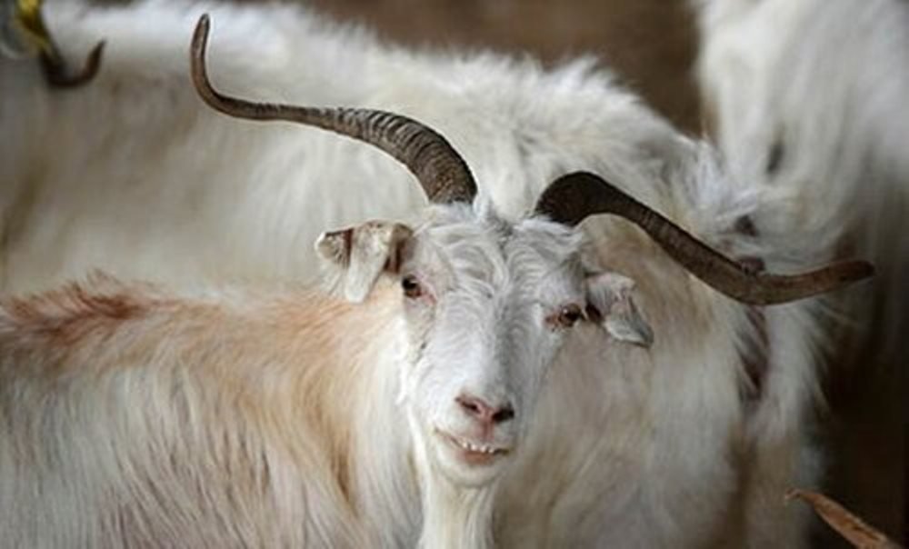 Pashmina+Goat+image.jpg