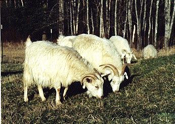 cashmere goat pic 2.jpg