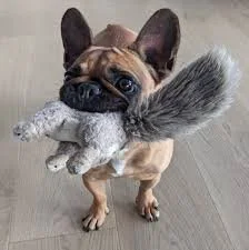 feller squirrel.jpg