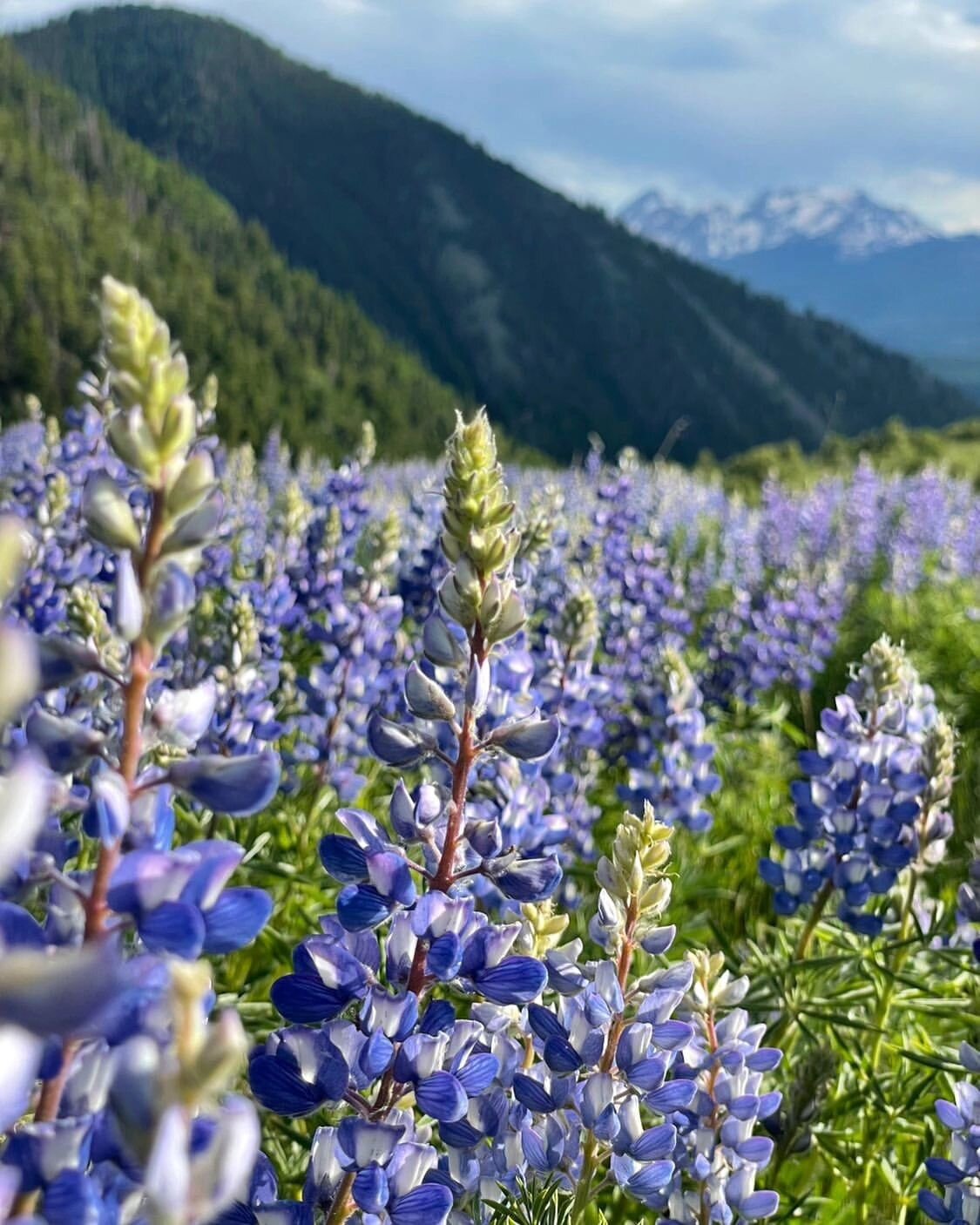 &bull; @anchorandkeyphoto &bull;Lupine fields and mountain backdrops 💜&bull;
&bull;
&bull;
&bull;
&bull;
&bull;
&bull;
&bull;
&bull;
&bull;
&bull;
#colorado #lupine #wildflowers #coloradowildflowers #colorfulcolorado #colorfulcoloradocollective #col