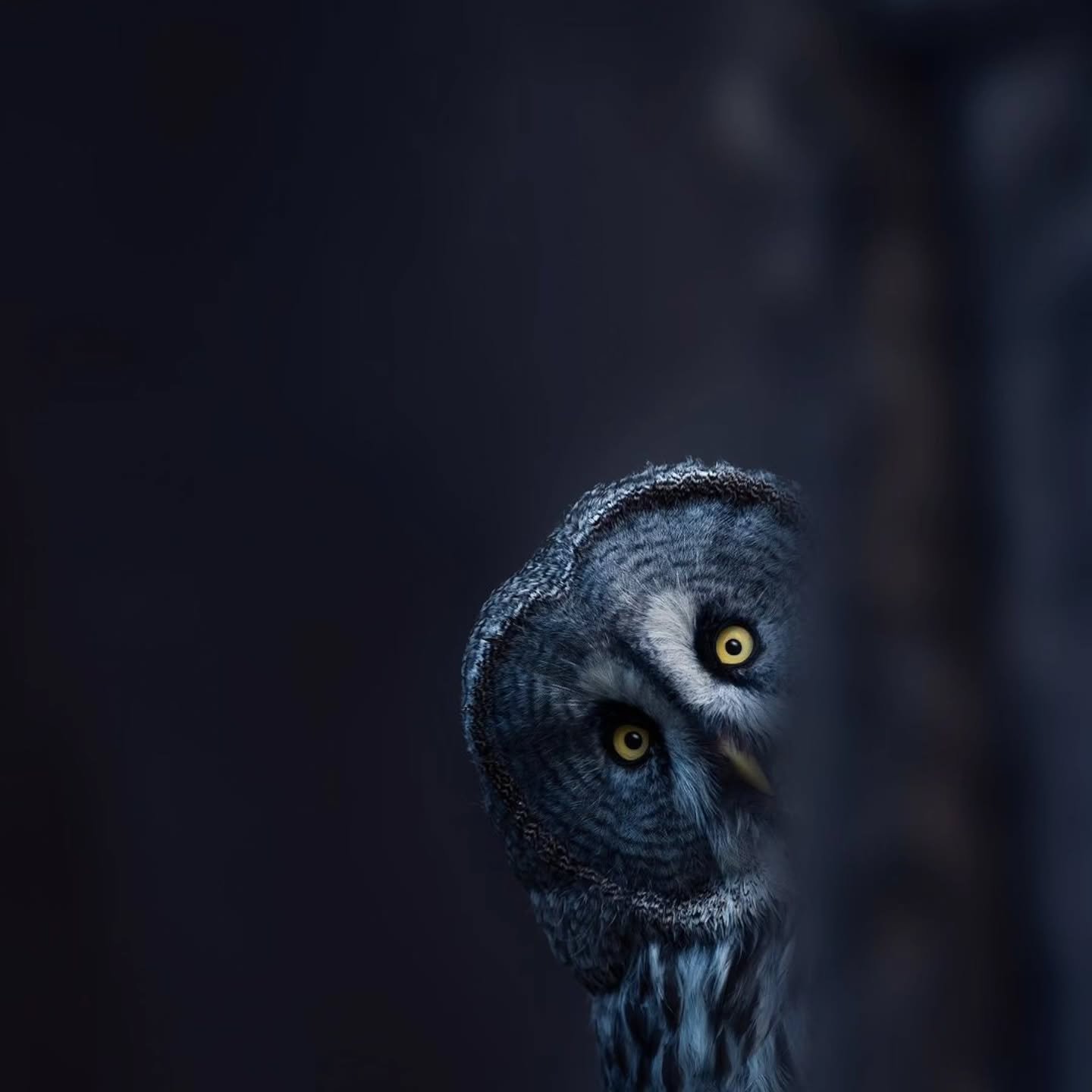 &bull; @lealguard Peeky Finders&hellip;.

#owl #owls #owllover #owllove #owllovers #nature #discovery #discover #discoverearth #discoverglobe #earth #earthfocus #earthoutdoors #wild #wildlife #wildlifeonearth #wildlifeplanet #wildlifelovers #pnw #pnw