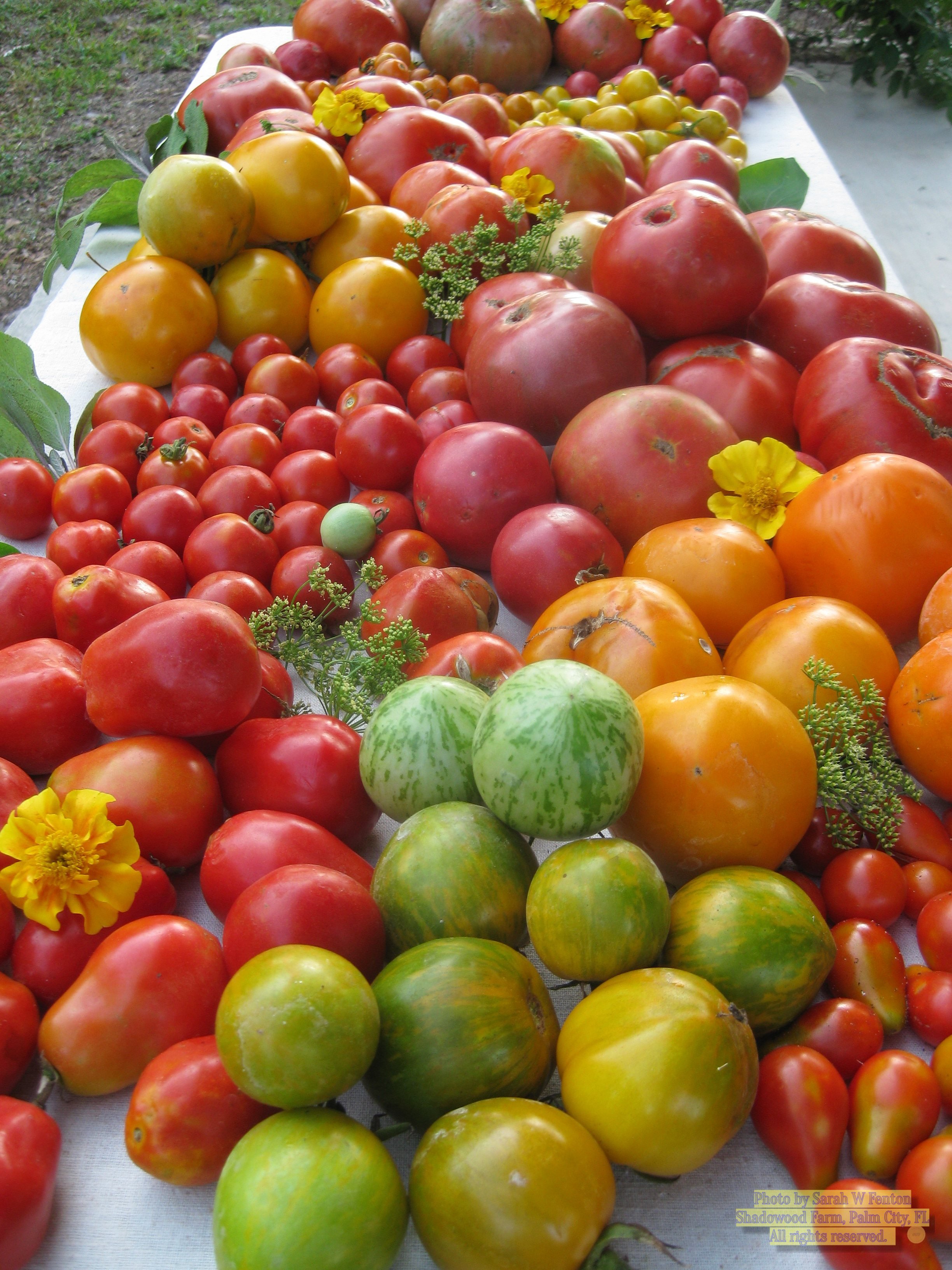 tomatoesbf.jpg
