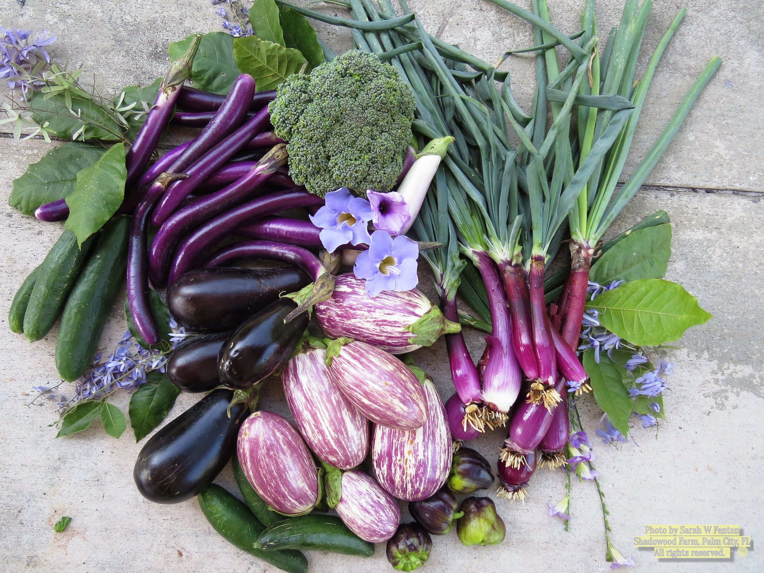 purple food 2014bf.jpg