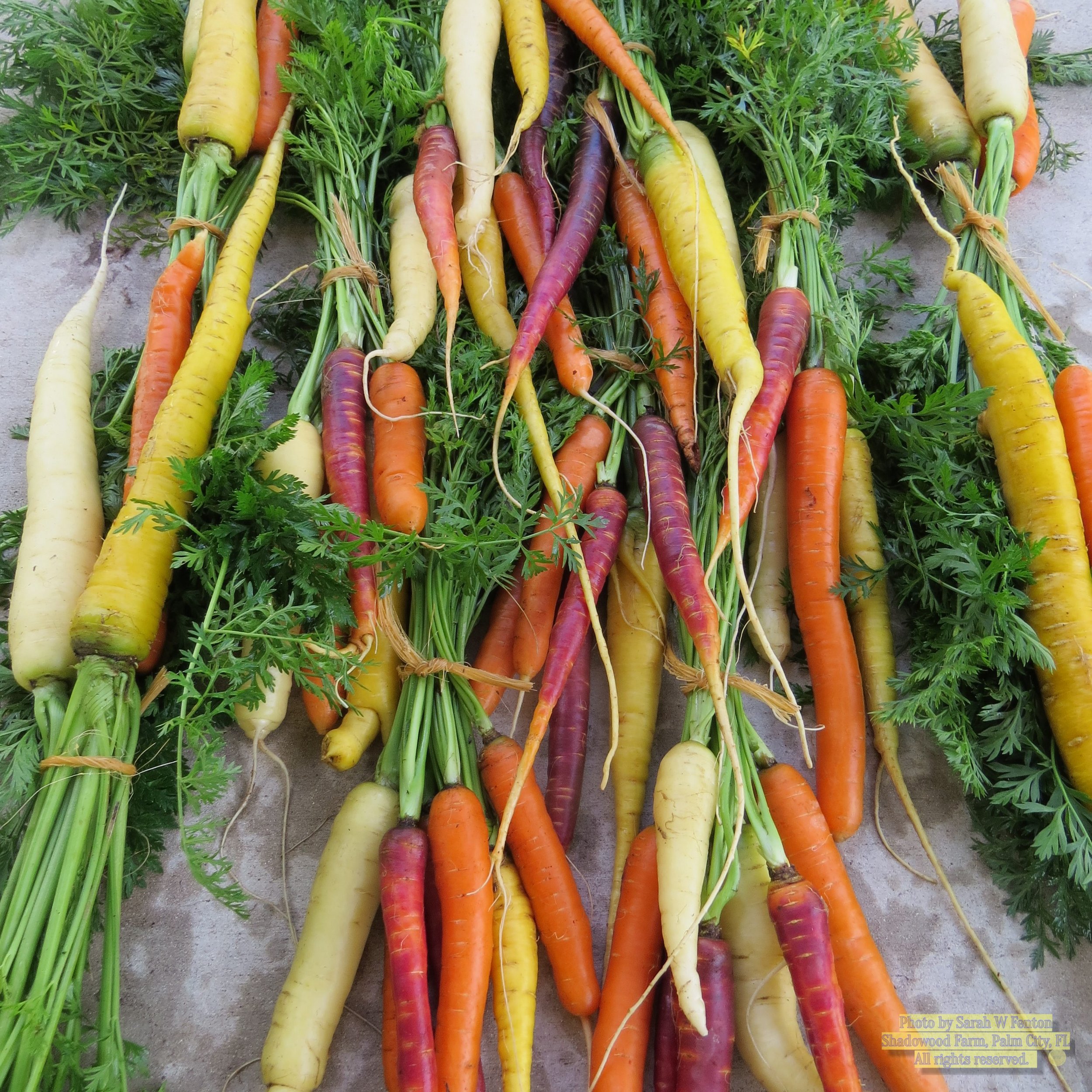 carrots s5.jpg