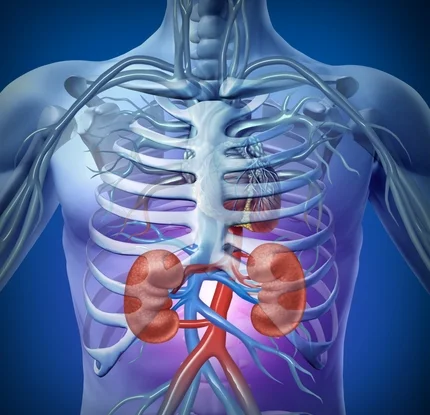 Miromatrix Kidney in Skeleton sm.jpg