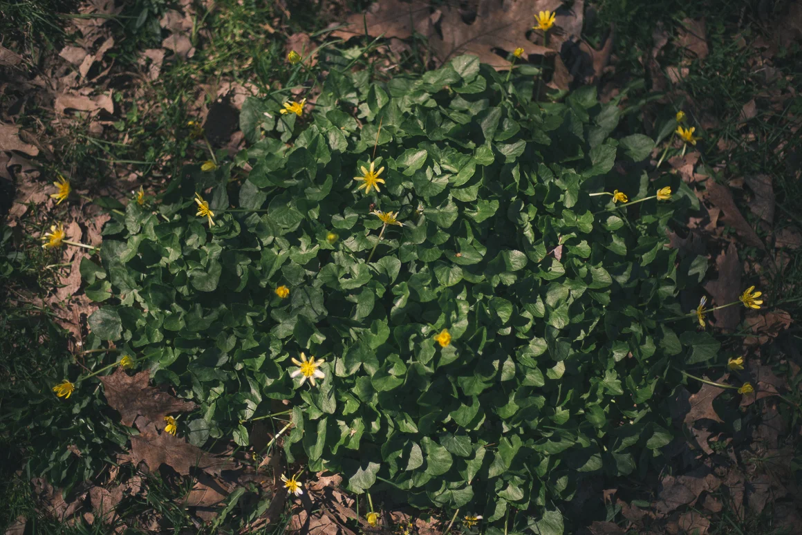 the-planting-fields-arboretum-osyter-bay-ny-long-island-natural-light-fine-art-photography-08
