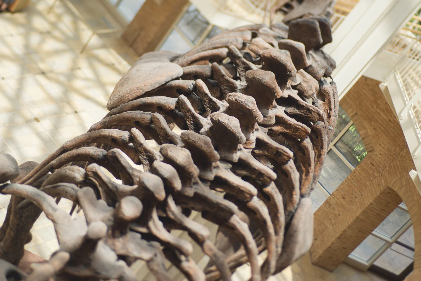 atlanta-ga-fernbank-museum-of-natural-history-travel-photography-lensbaby-edge-80-0009