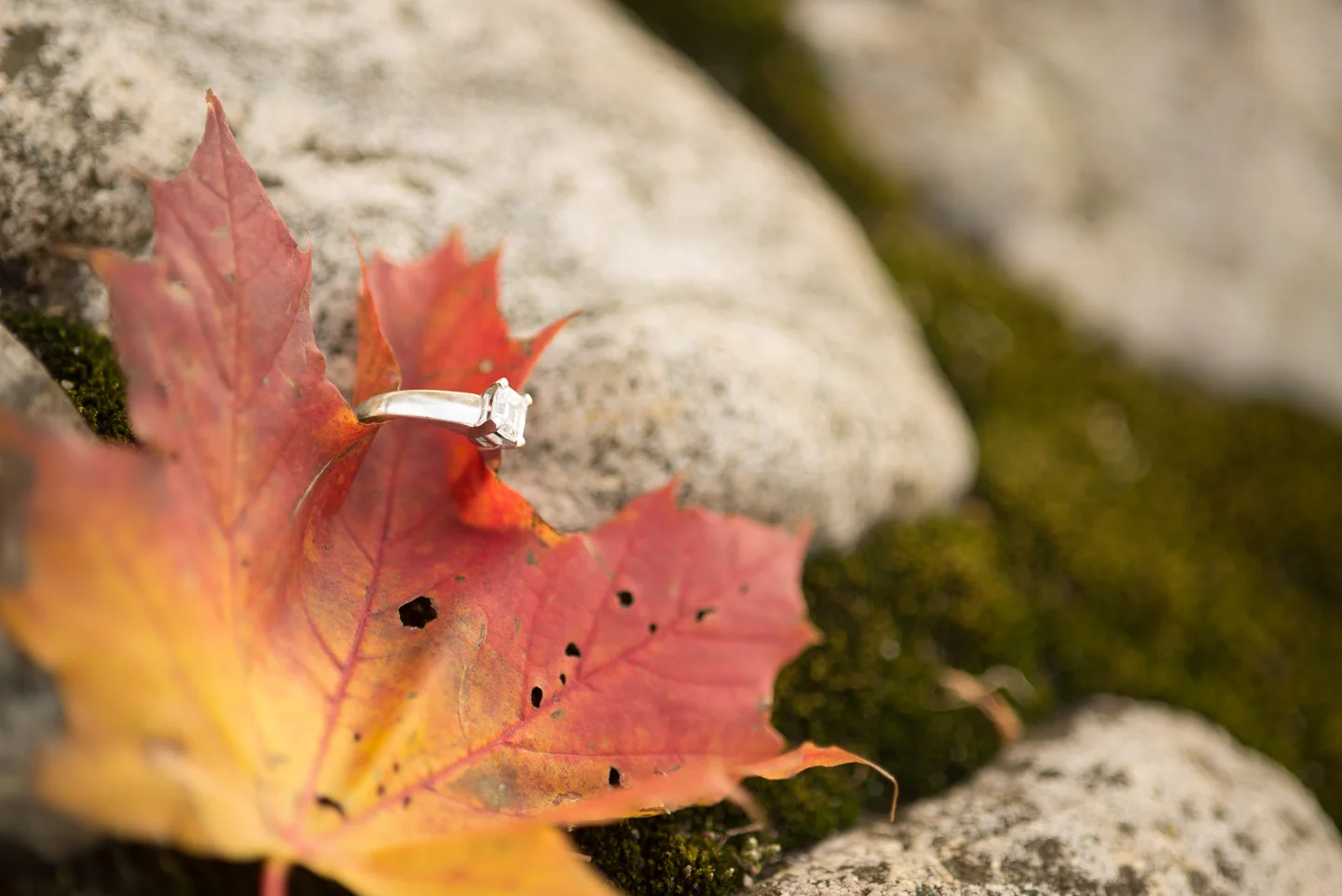 dominique-rich-fall-engagement-session-long-island-photographer-0027