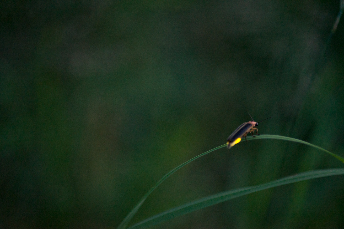 fireflies-caumet-park-long-island-long-exposure-0011