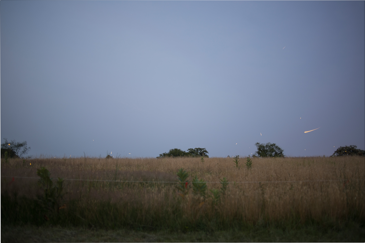 fireflies-caumet-park-long-island-long-exposure-0013