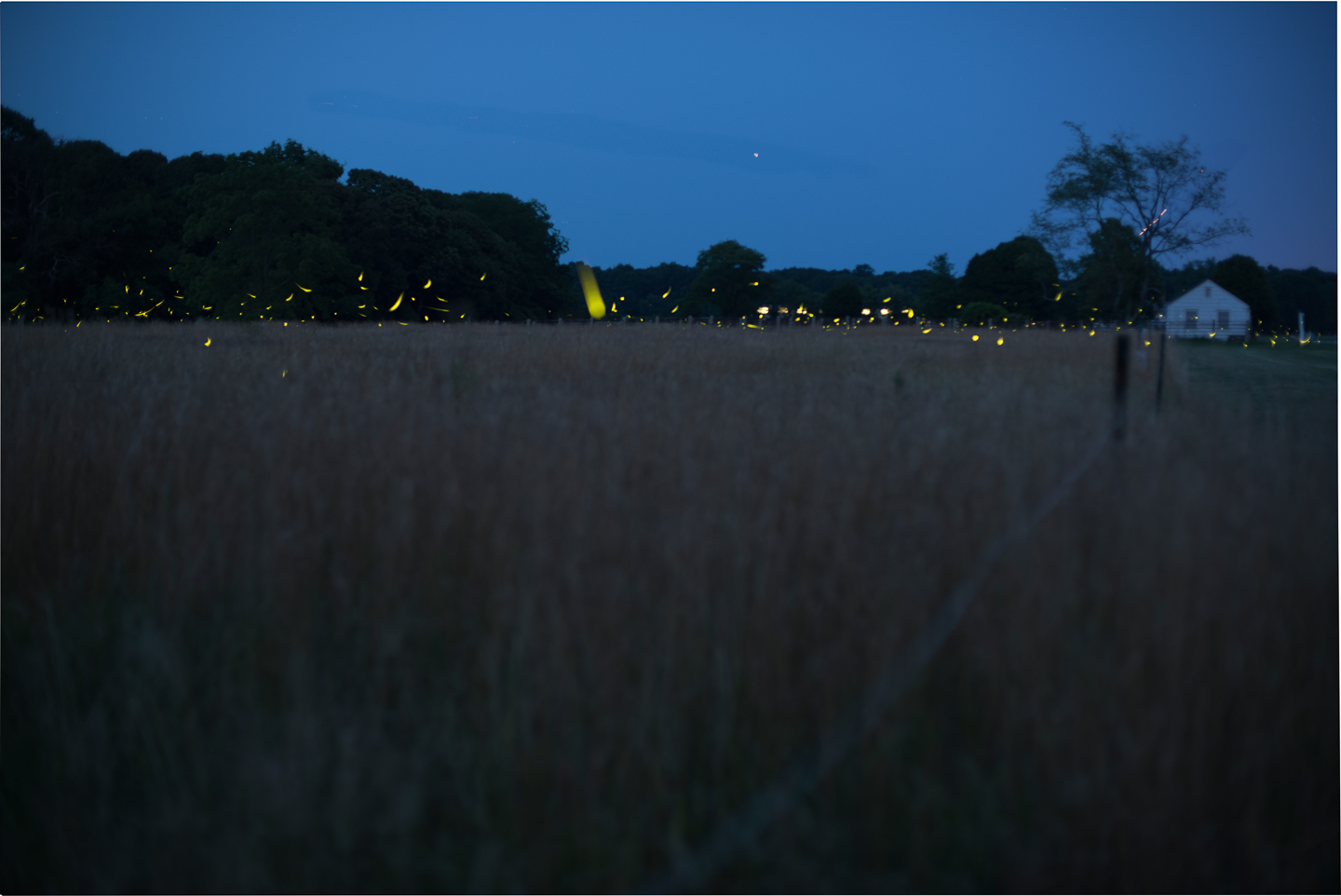 fireflies-caumet-park-long-island-long-exposure-0020