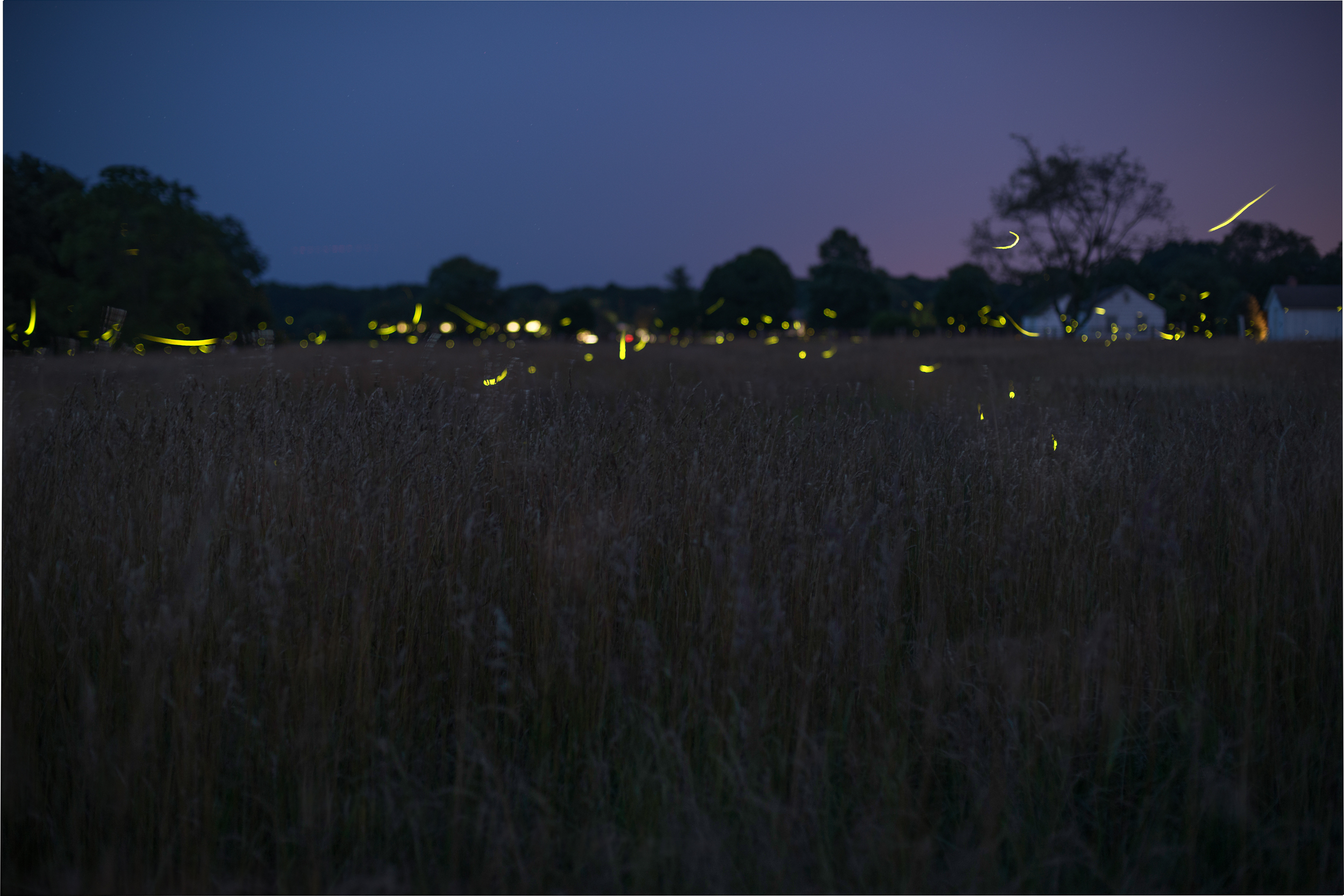 long_island_photographer_firefly_composite_long_exposure_summer_caumset_park_huntington-0006.jpg
