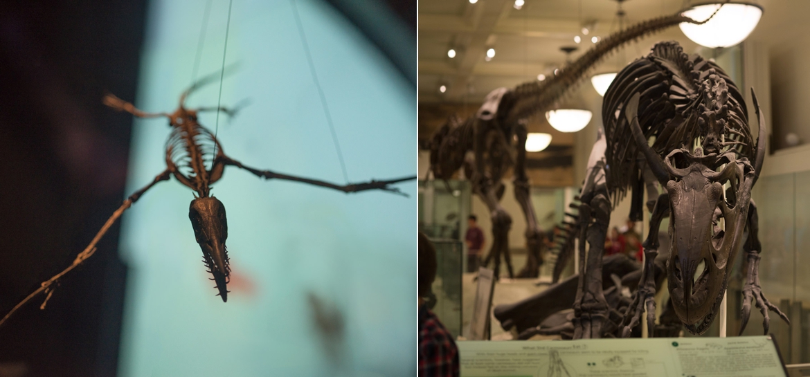 dinosaur-brenizer-bokeh-panorama-nyc-museum-of-natural-history.jpg