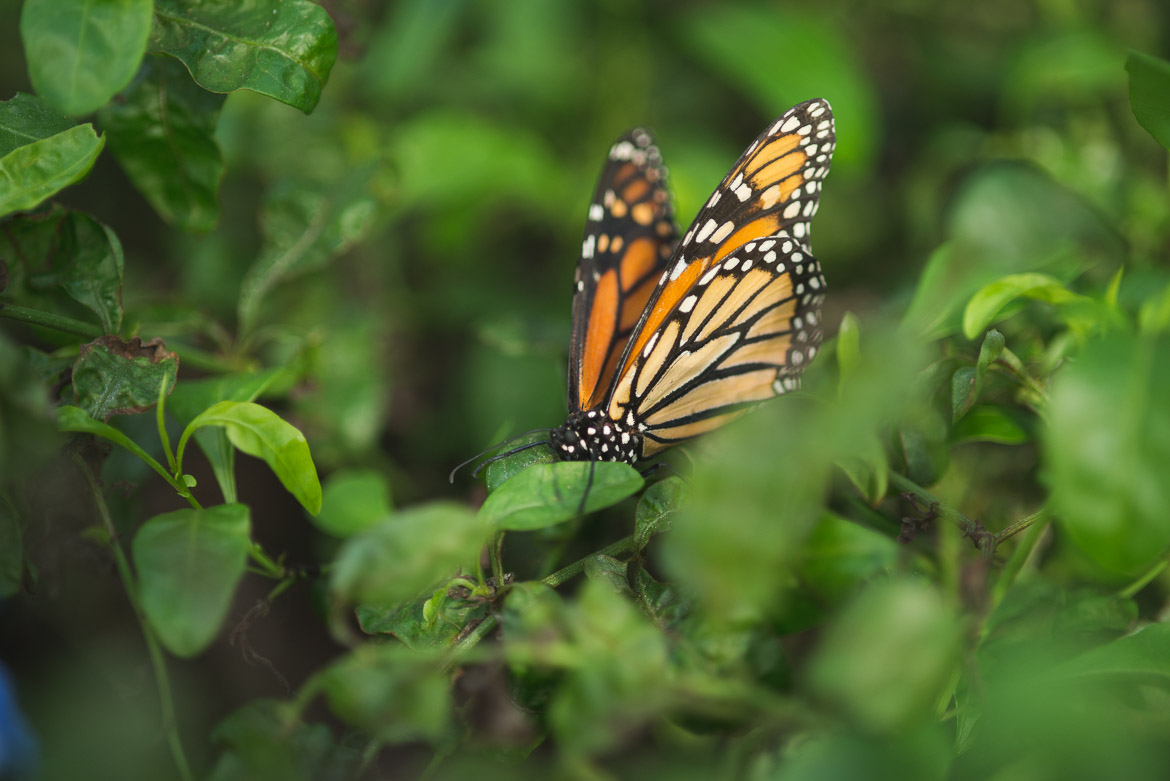 monarch-butterfly-bronx-zoo-nyc.jpg