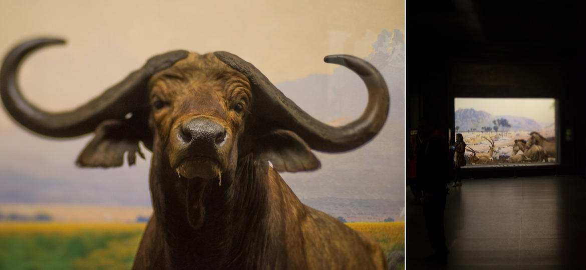NYC-museum-of-natural-history-diorama.jpg