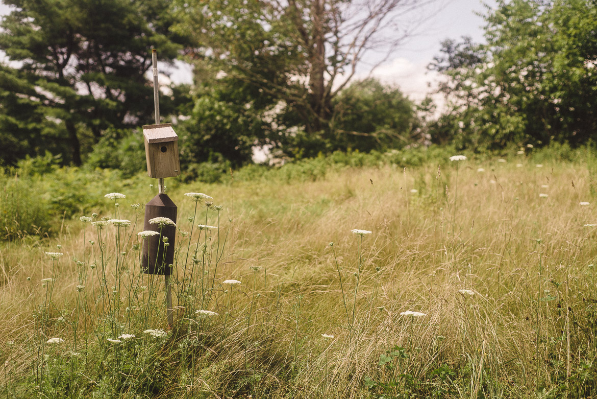 summer-birdhouse-maine-field-travel-photography.jpg