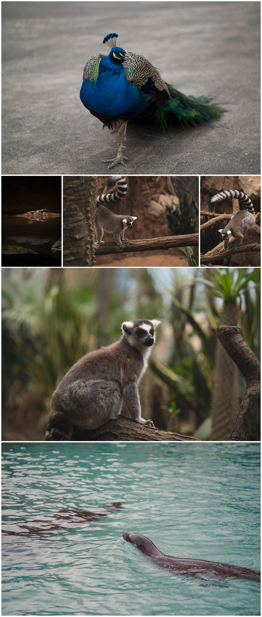 Blog-Collage-1396032508392.jpg