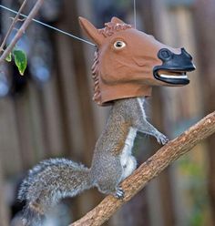 HORSE HEAD SQUIRREL FEEDER