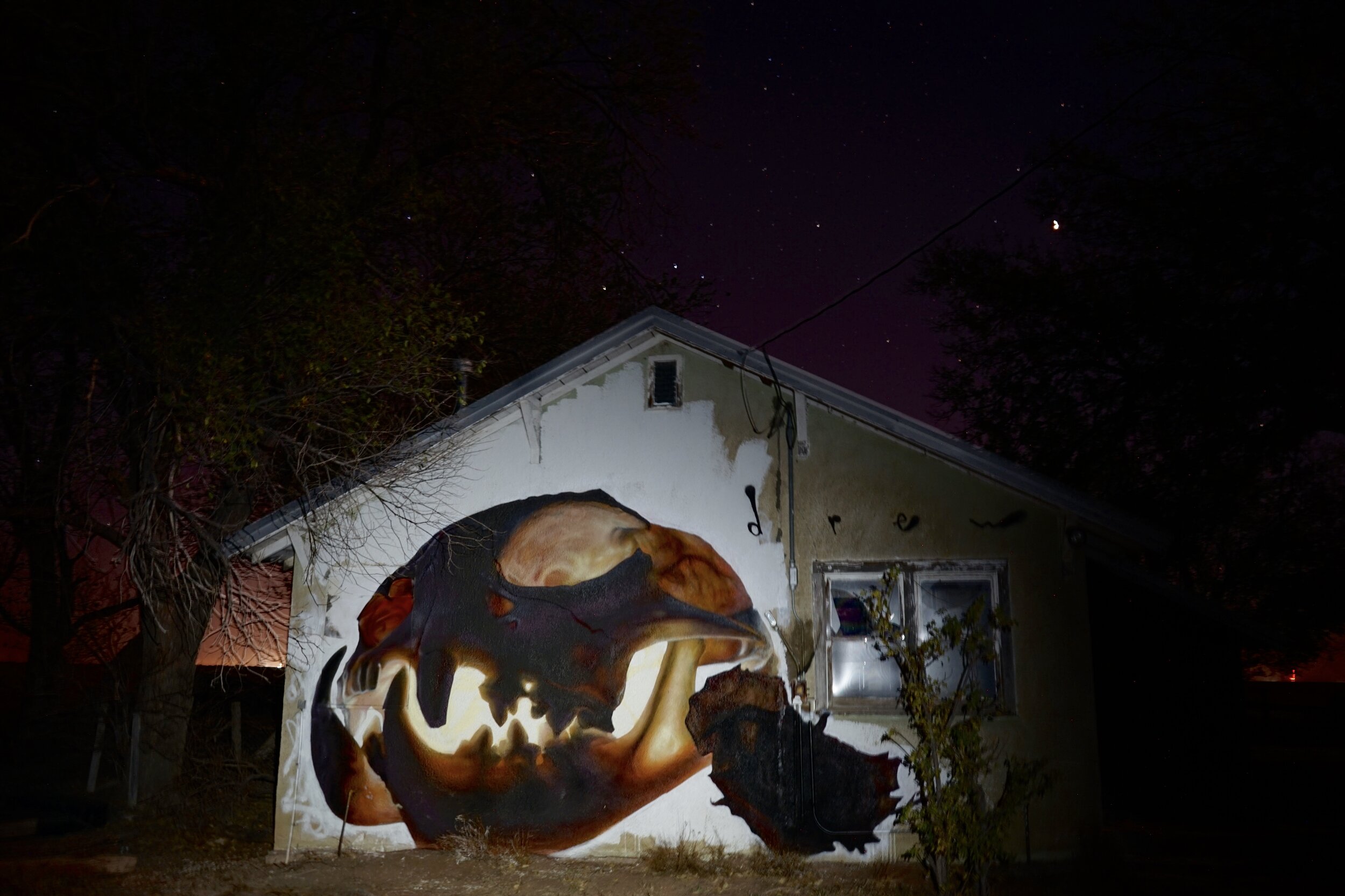 illuminated bobcat skull night view