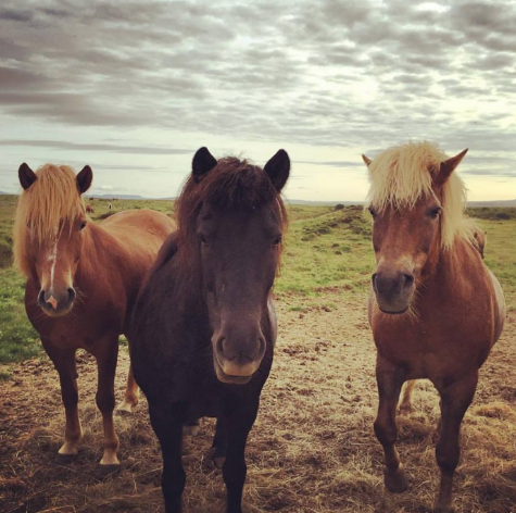  Horses with amazing haircuts
