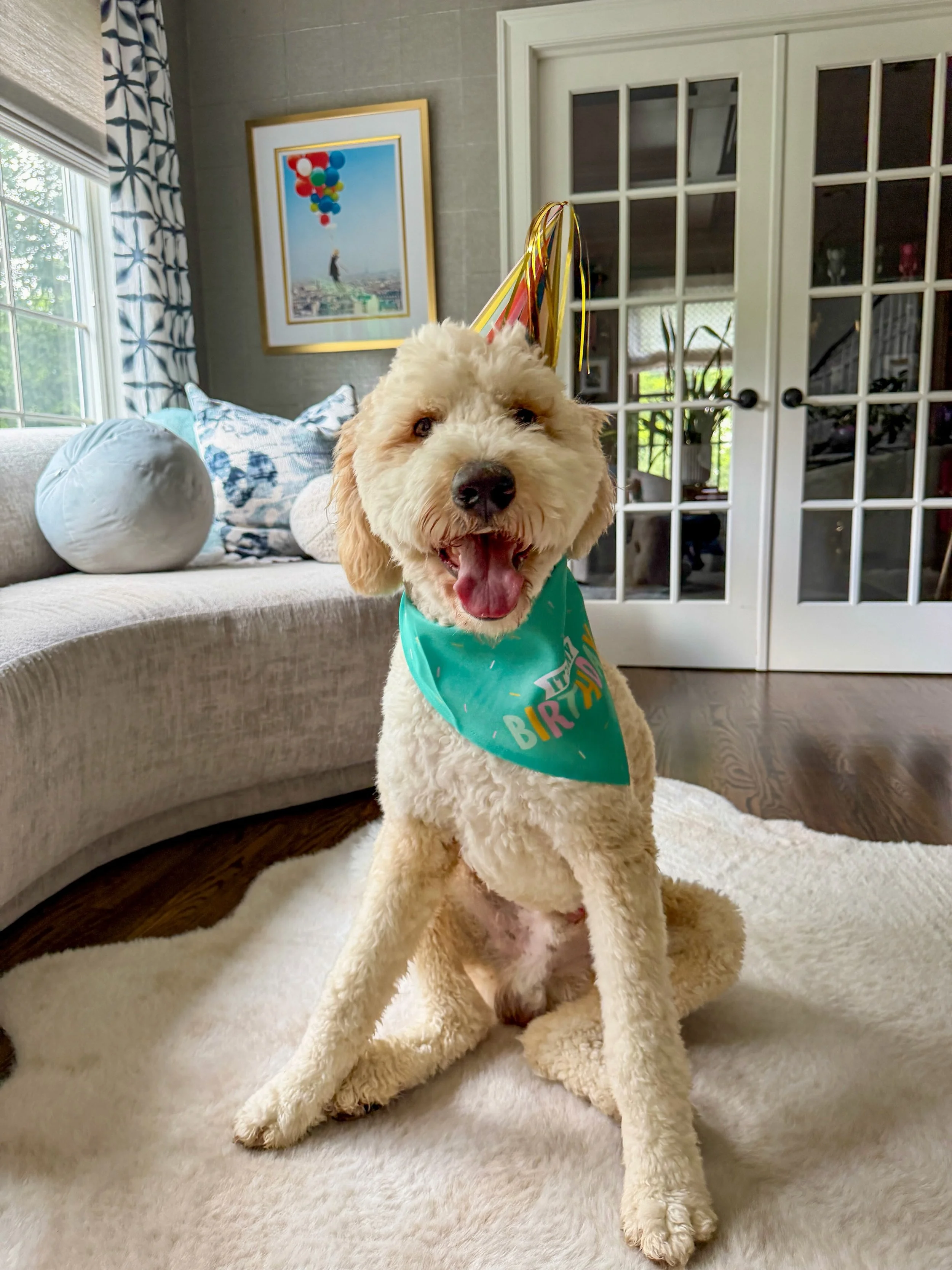 Happy 1st birthday to the sweetest, BIGGEST boy! We have no idea how you got so huge, but it makes us love you even more! We love you Norman! 🥳🐾 🩵