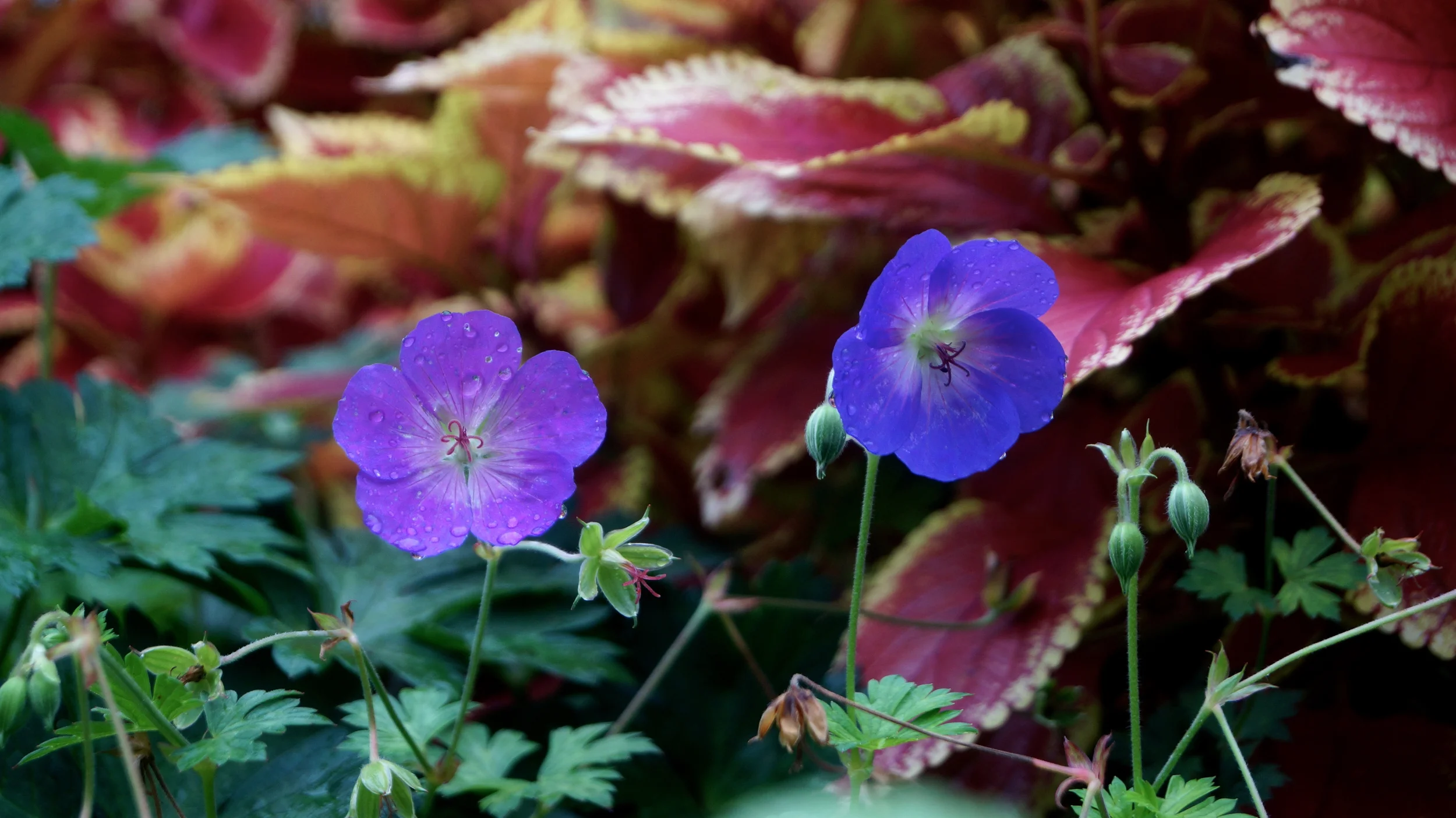 Morning Dew