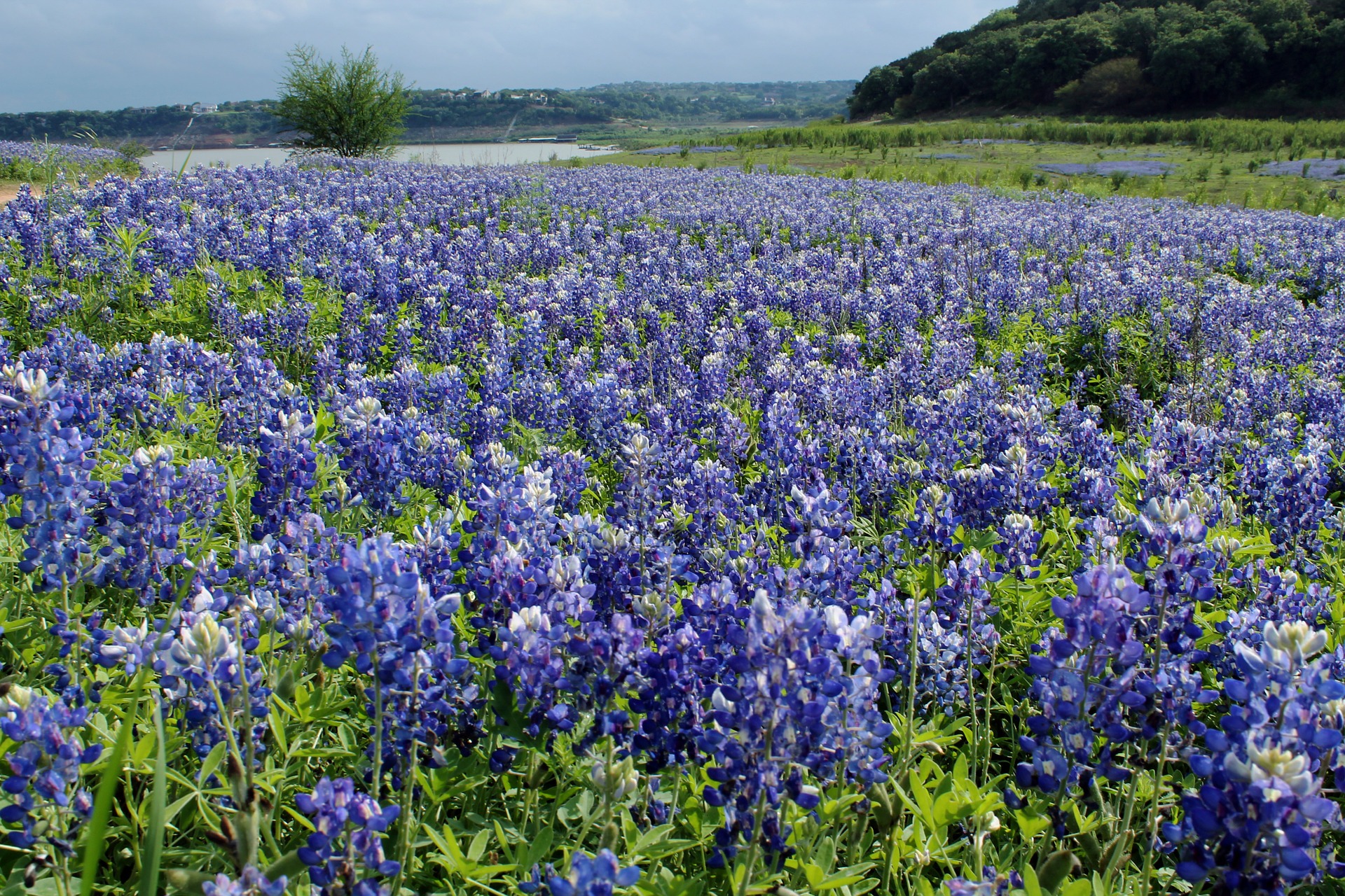 blue-bonnets-1238139_1920.jpg