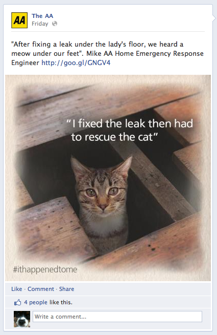 FB cat.png