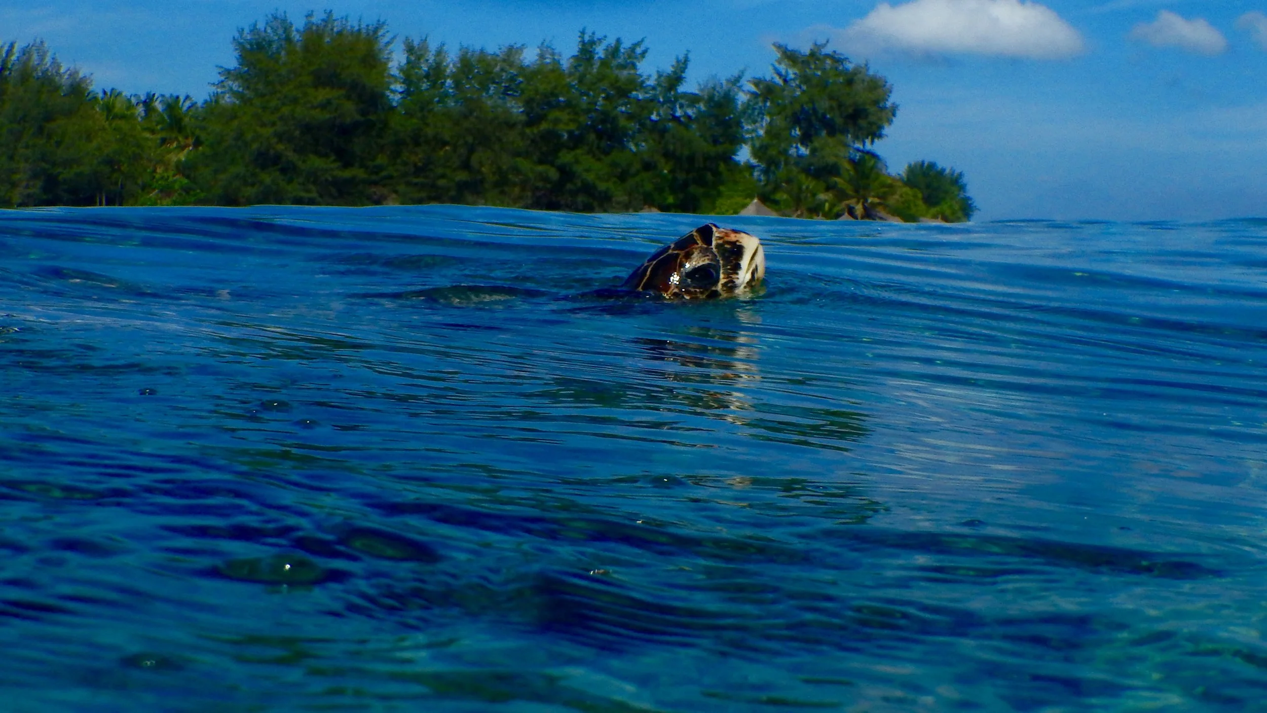 How to find turtles off Gili Air