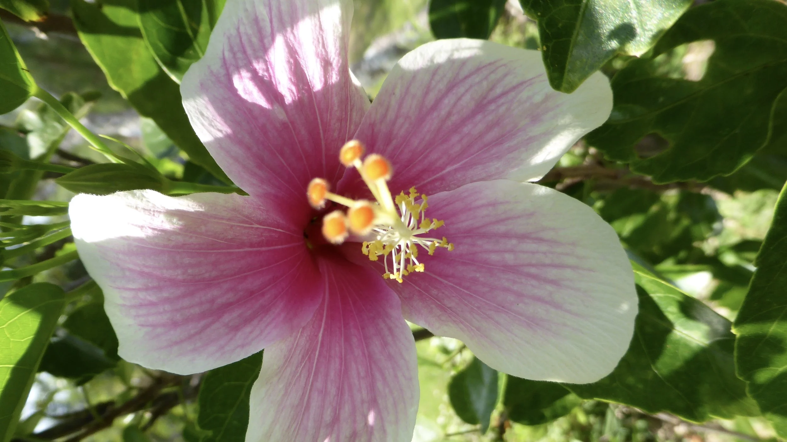 Touring Bali with a private driver: our day with Amansuka