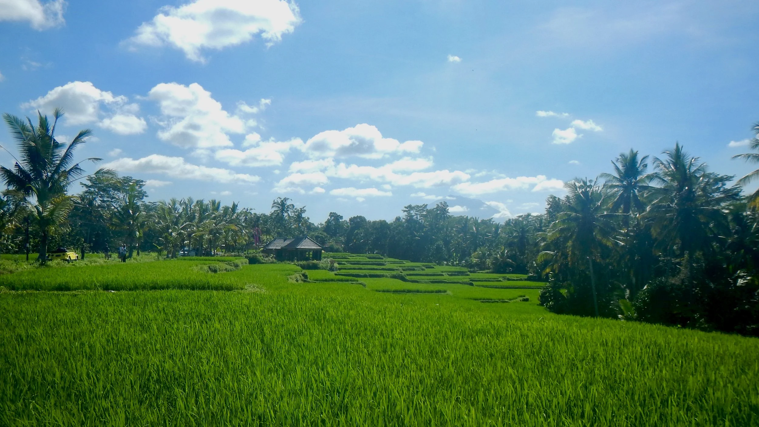 Five cool things to do in Ubud (and two that we avoided)