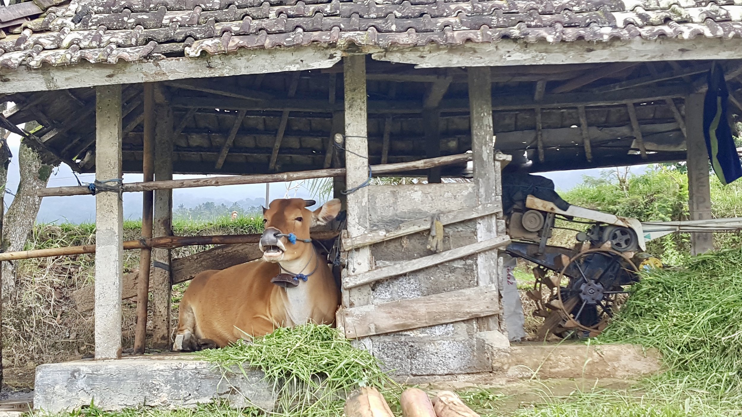 Cow at Jatiluwih Rice Terraces, Bali, Indonesia