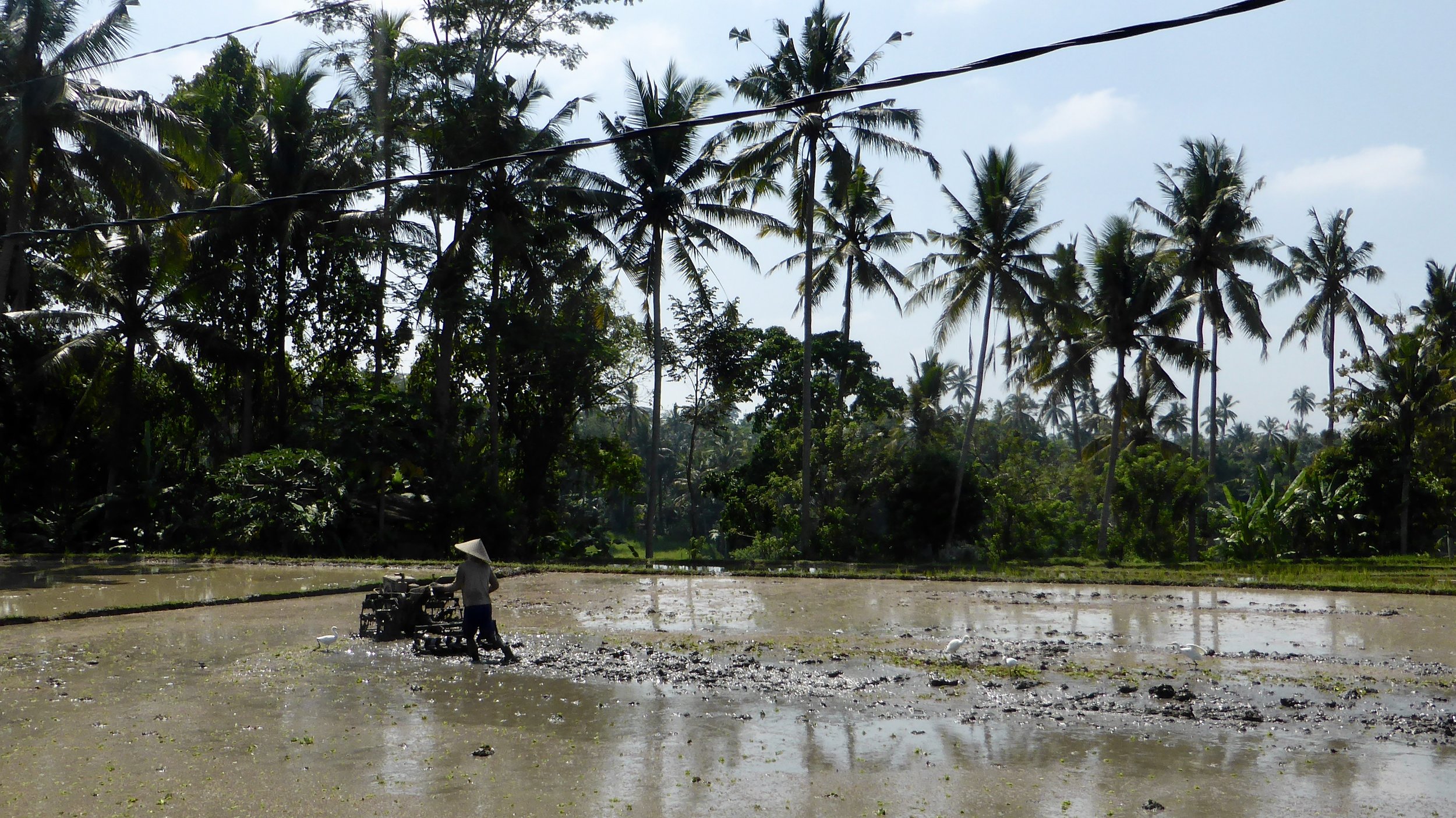 An elderly lady working the rice fields, Campuhan Ridge Walk, Ubud, Bali, Indonesia