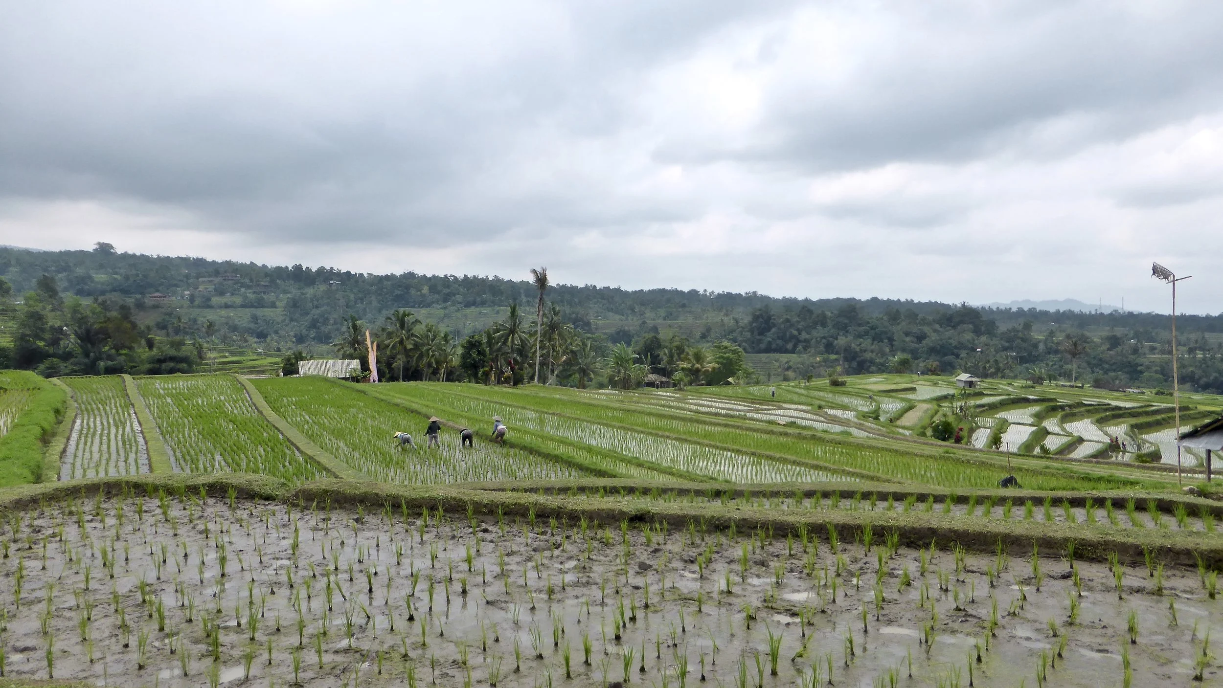 Jatiluwih Rice Terraces, Bali, Indonesia