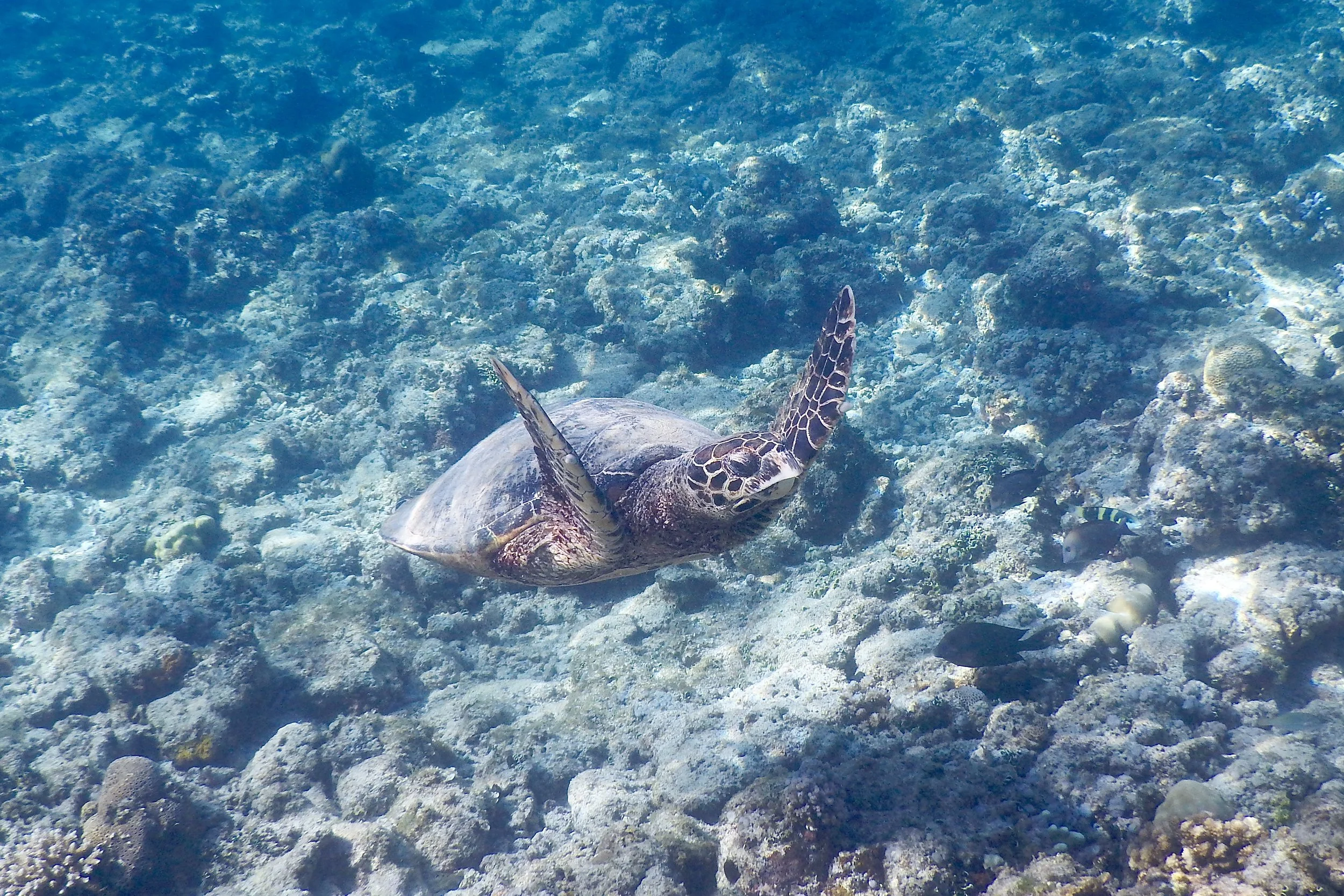 Green sea turtle, Gili Air, Lombok, Indonesia