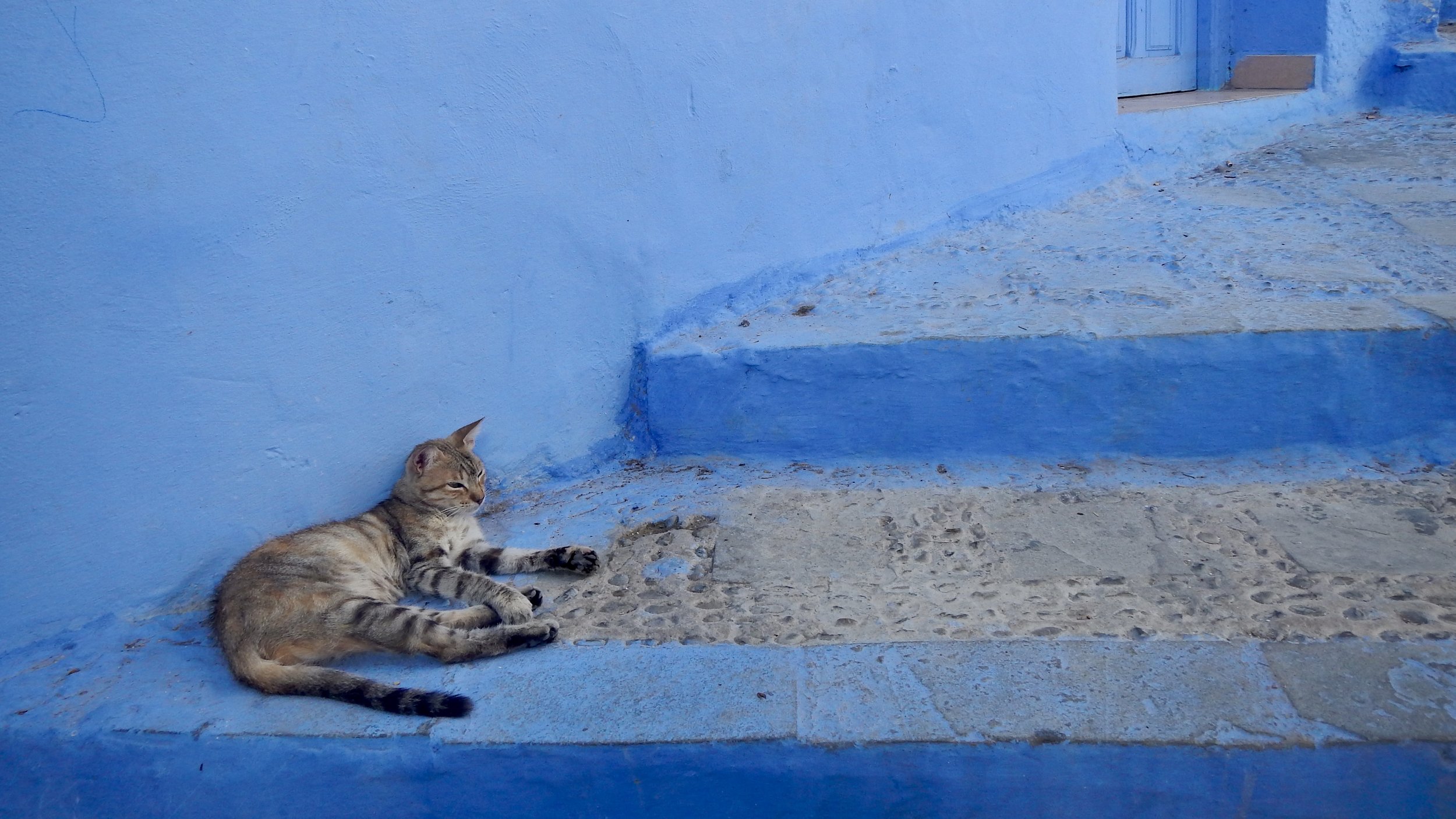 A cat relaxing in the cool of Chefchaouen's streets, Morocco